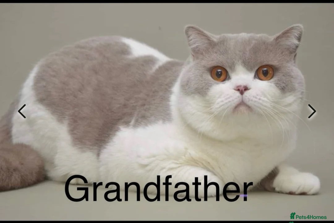British Shorthair cats for sale: Champion lines bi colour cinnamon kittens  - Image 14