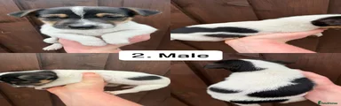 Jack Russell Puppy 2