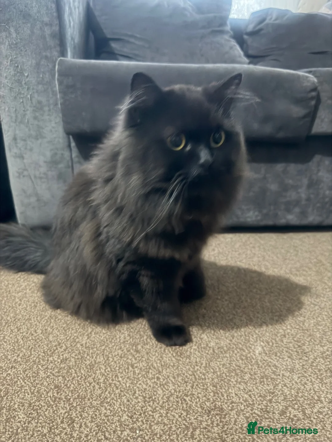 Persian cats for sale: Chocolate boy for adoption  - Advert 2