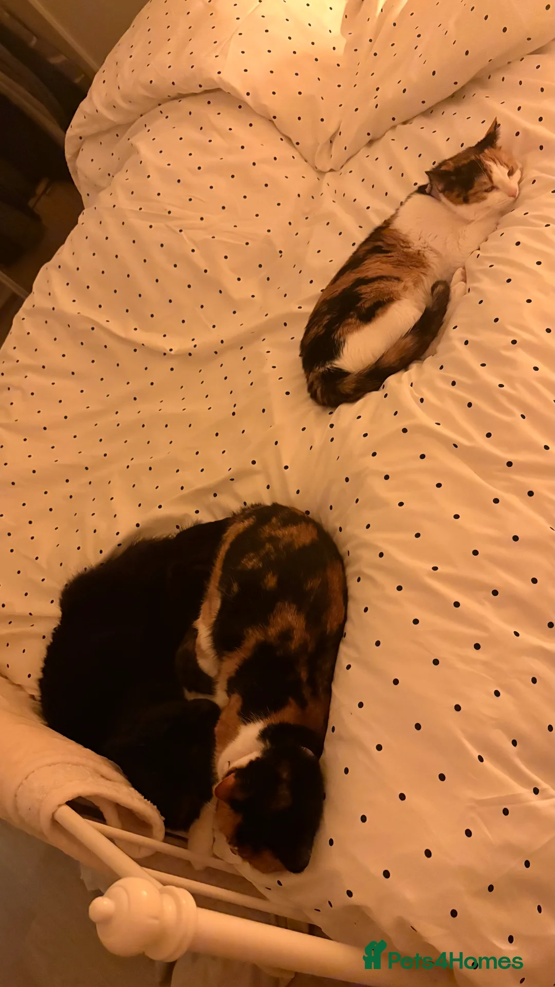 Mixed Breed cats for sale: Mochi Kimchi & Miso - Advert 2