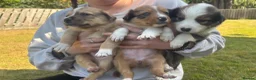 Mixed Breed dogs for sale: 6 Beautiful Puppies❤️ - Advert 4
