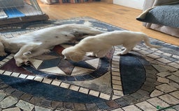 Golden Retriever dogs for sale: Pedigree golden retriever pups - Image 2