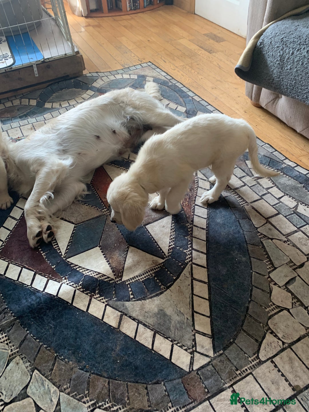 Golden Retriever dogs for sale: Pedigree golden retriever pups - Image 2