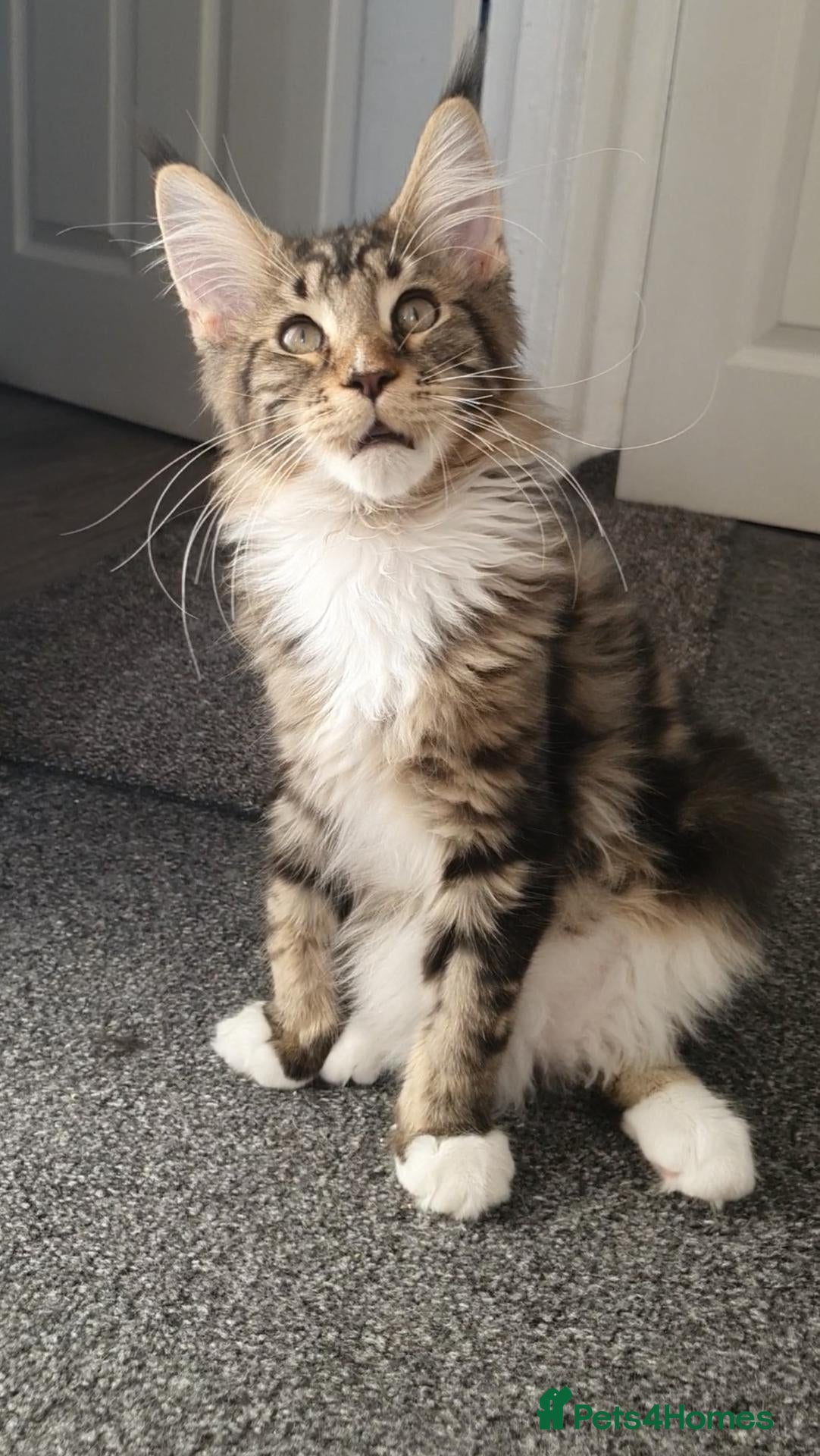 Maine Coon cats only one boy left pure maine coons - Advert 2