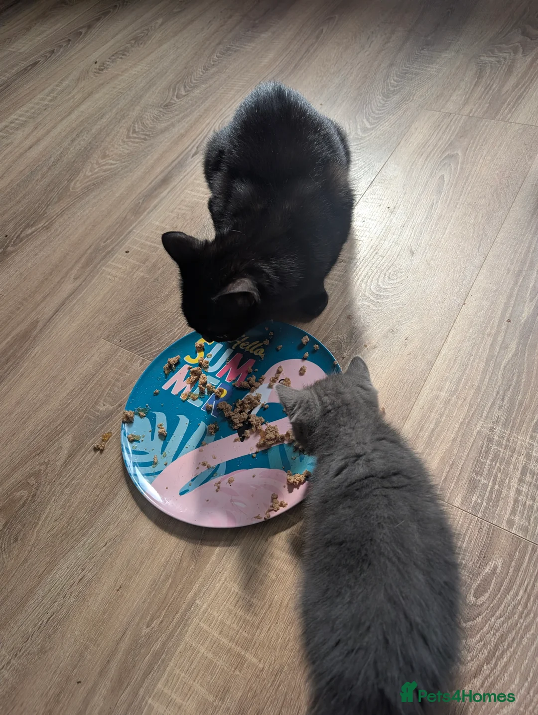 Mixed Breed cats for sale: 3 Female kittens available in Llandysul - Advert 2