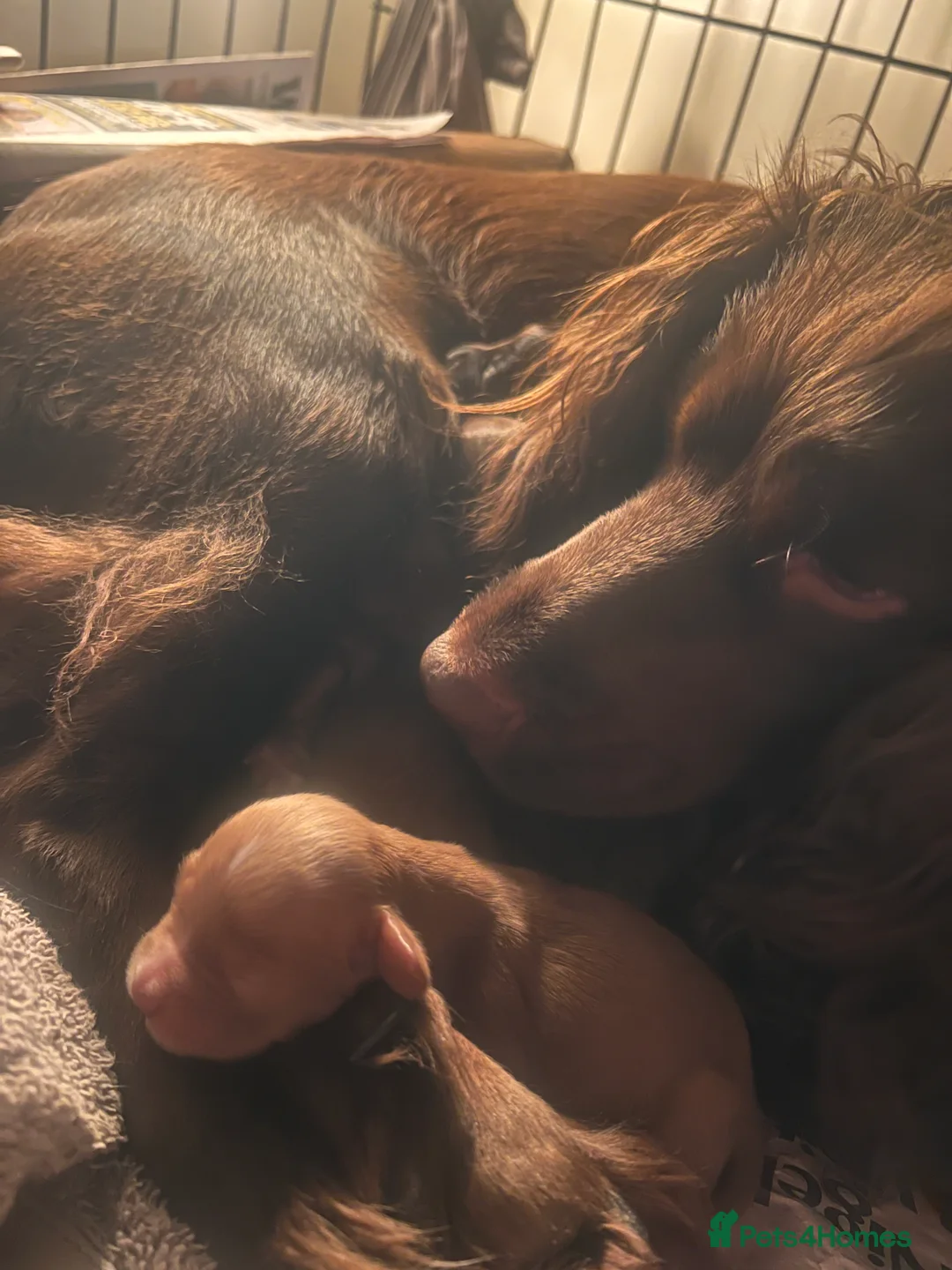 Cocker Spaniel dogs for sale: Beautiful Cocker Spaniel Puppies  - Advert 2