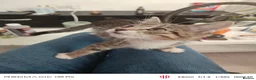 European cats for sale: 3-month-old kitten - Advert 4