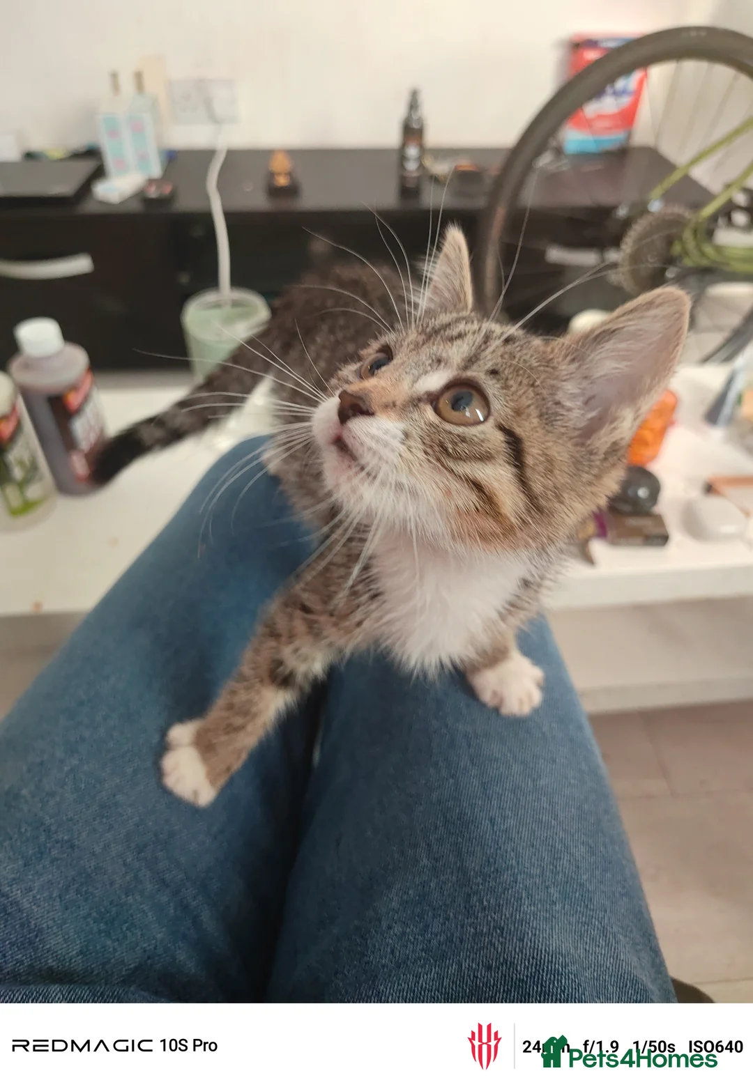 European cats for sale: 3-month-old kitten - Advert 4
