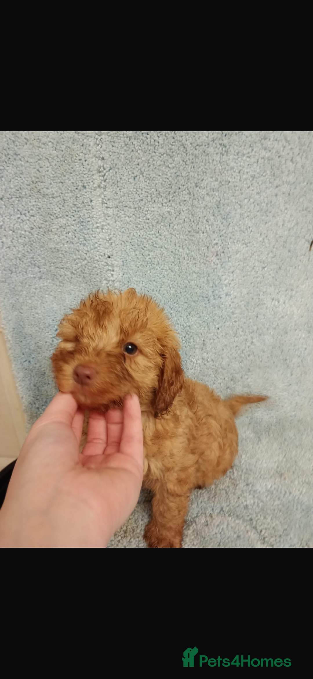 Cockapoo dogs for sale: 2 adorable cockapoo puppies - Advert 3