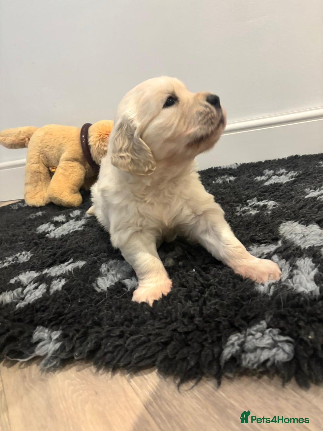 Golden Retriever dogs for sale: 1 x Male Golden Retriever - Advert 5