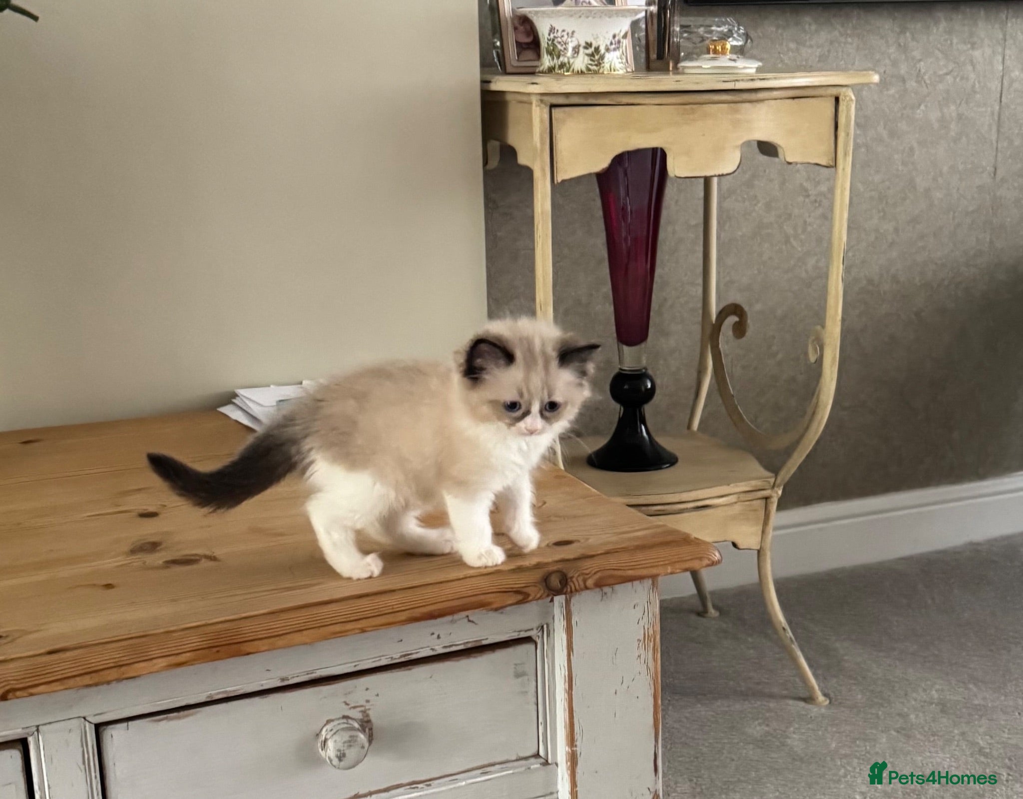 Ragdoll cats Stunning  ragdoll kittens - Advert 3