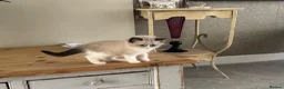 Ragdoll cats for sale: Stunning  ragdoll kittens boy available  - Advert 22