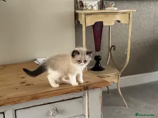 Ragdoll cats Stunning ragdoll kittens - Advert 3