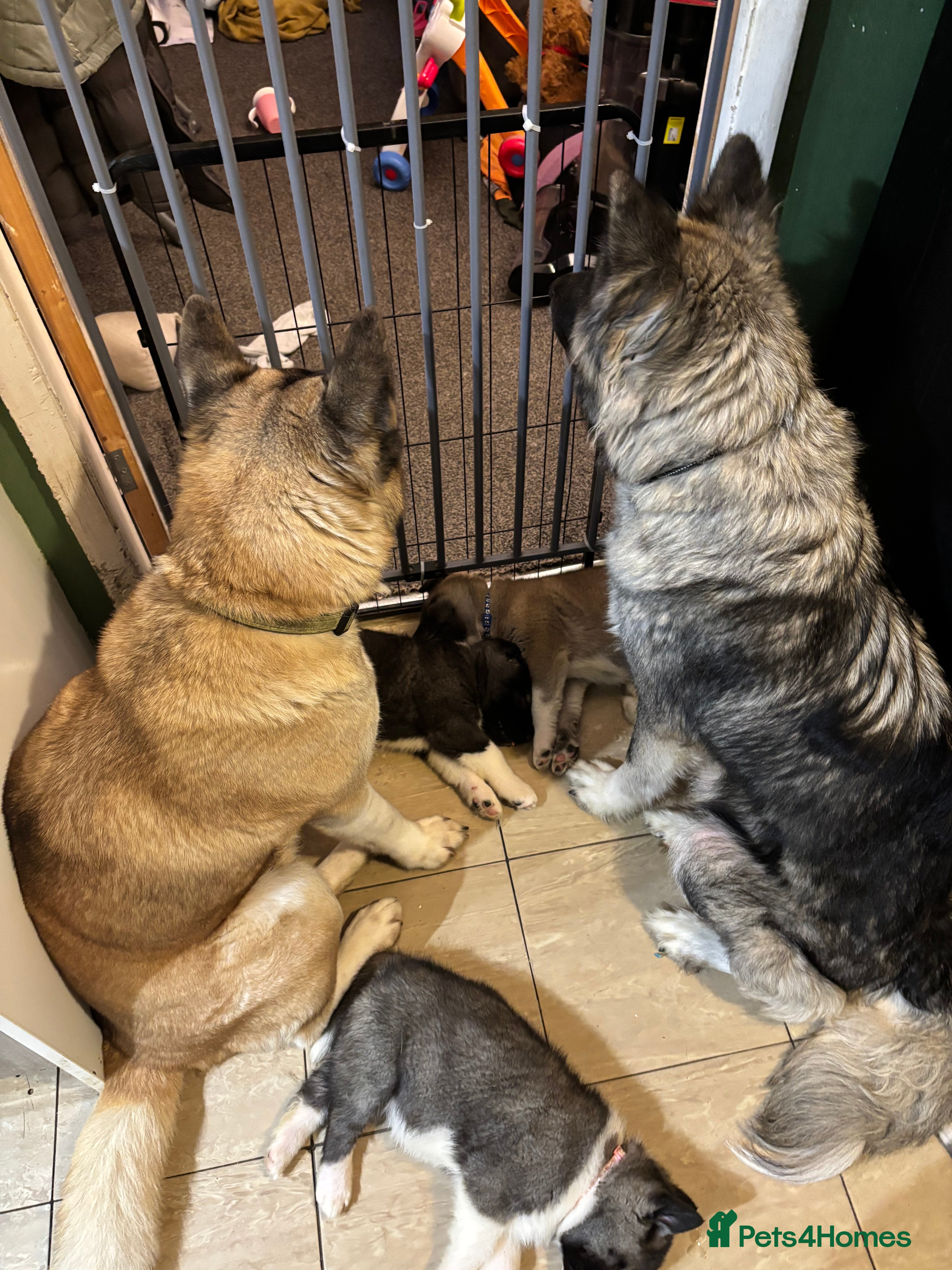 Akita dogs American Akita puppies - Advert 11