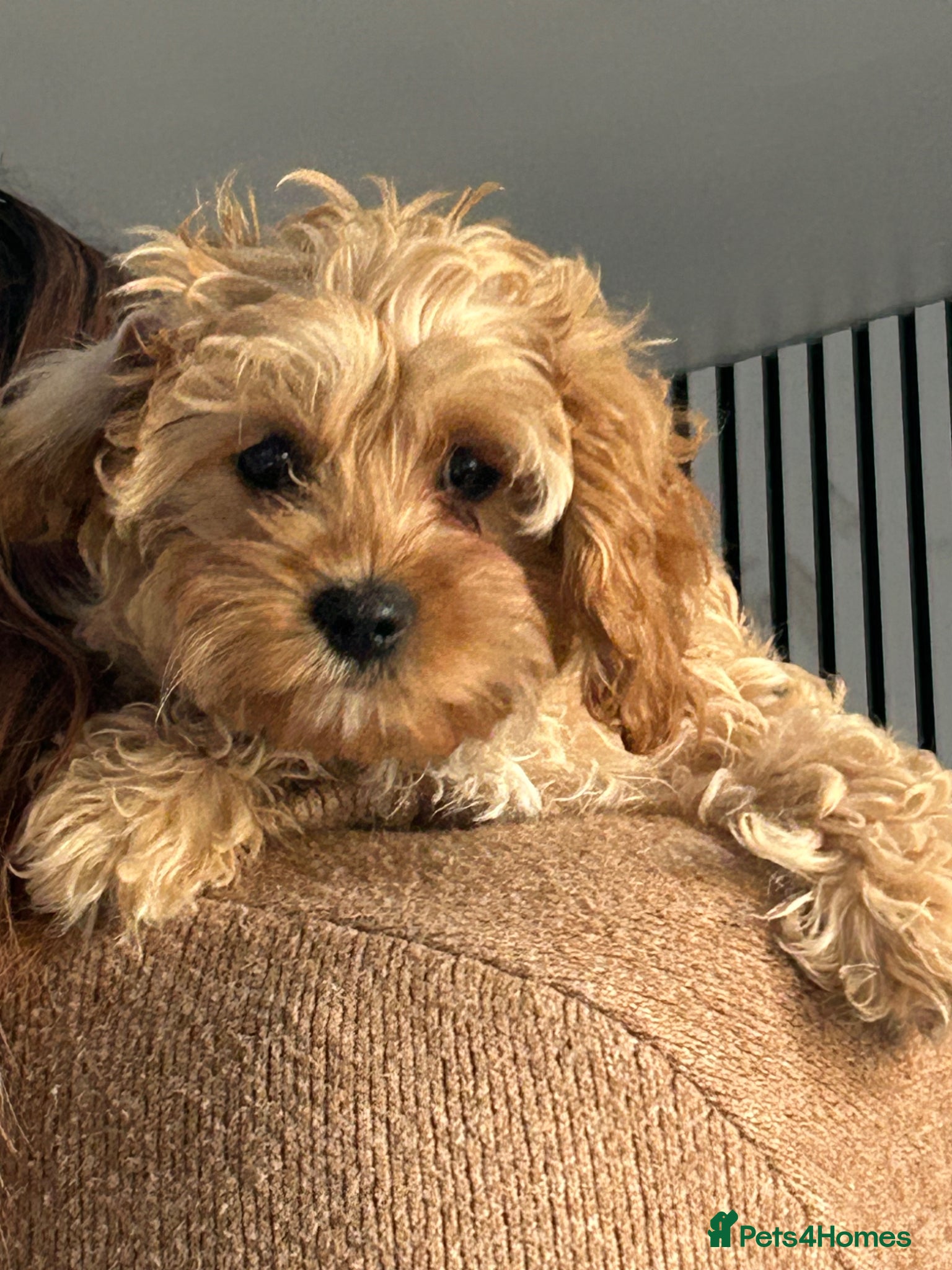 Cavapoo dogs Cavapoo puppy  - Advert 2