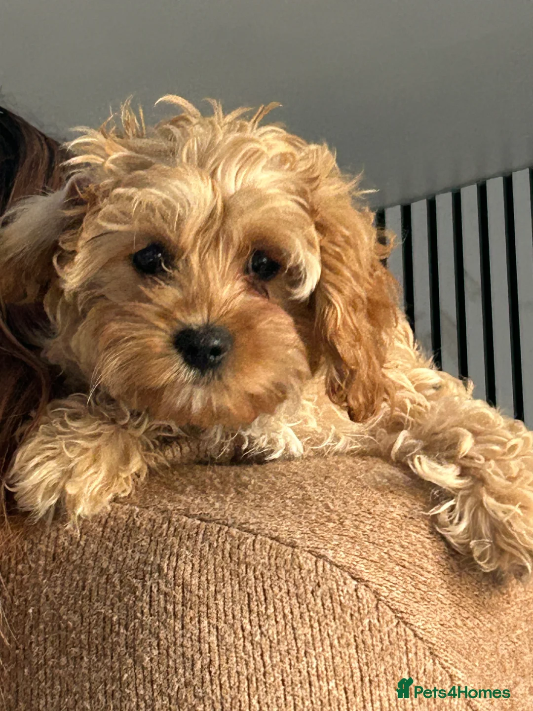 Cavapoo dogs for sale: Cavapoo puppy  - Advert 1