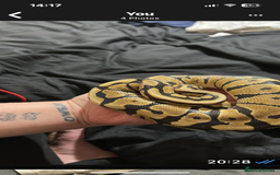 Python Snake reptiles for sale: Ball pythons and full setups for sale  - Image 4