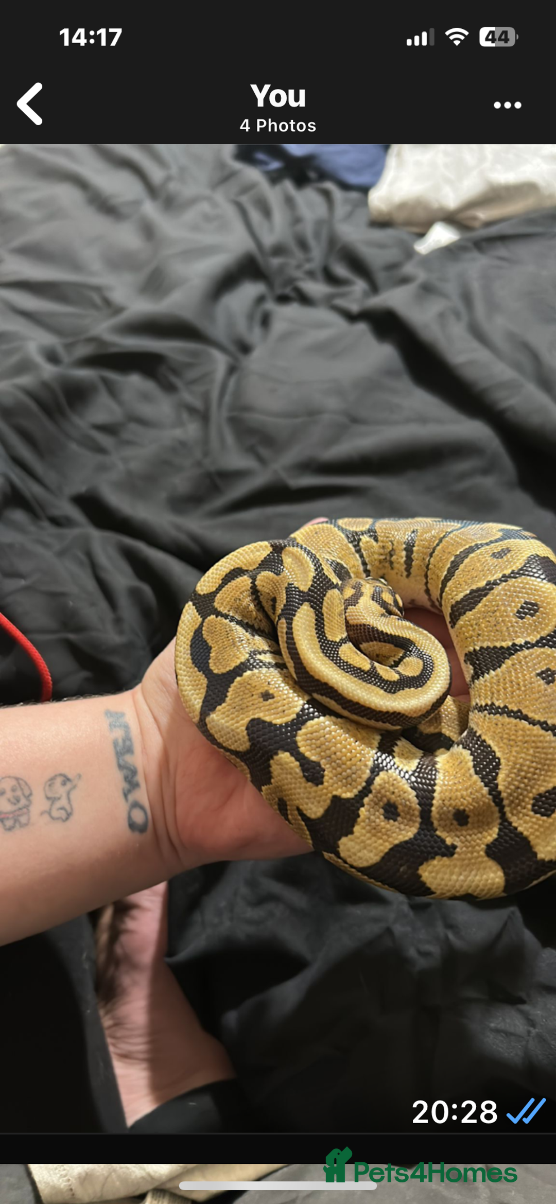 Python Snake reptiles for sale: Ball pythons and full setups for sale  - Image 4
