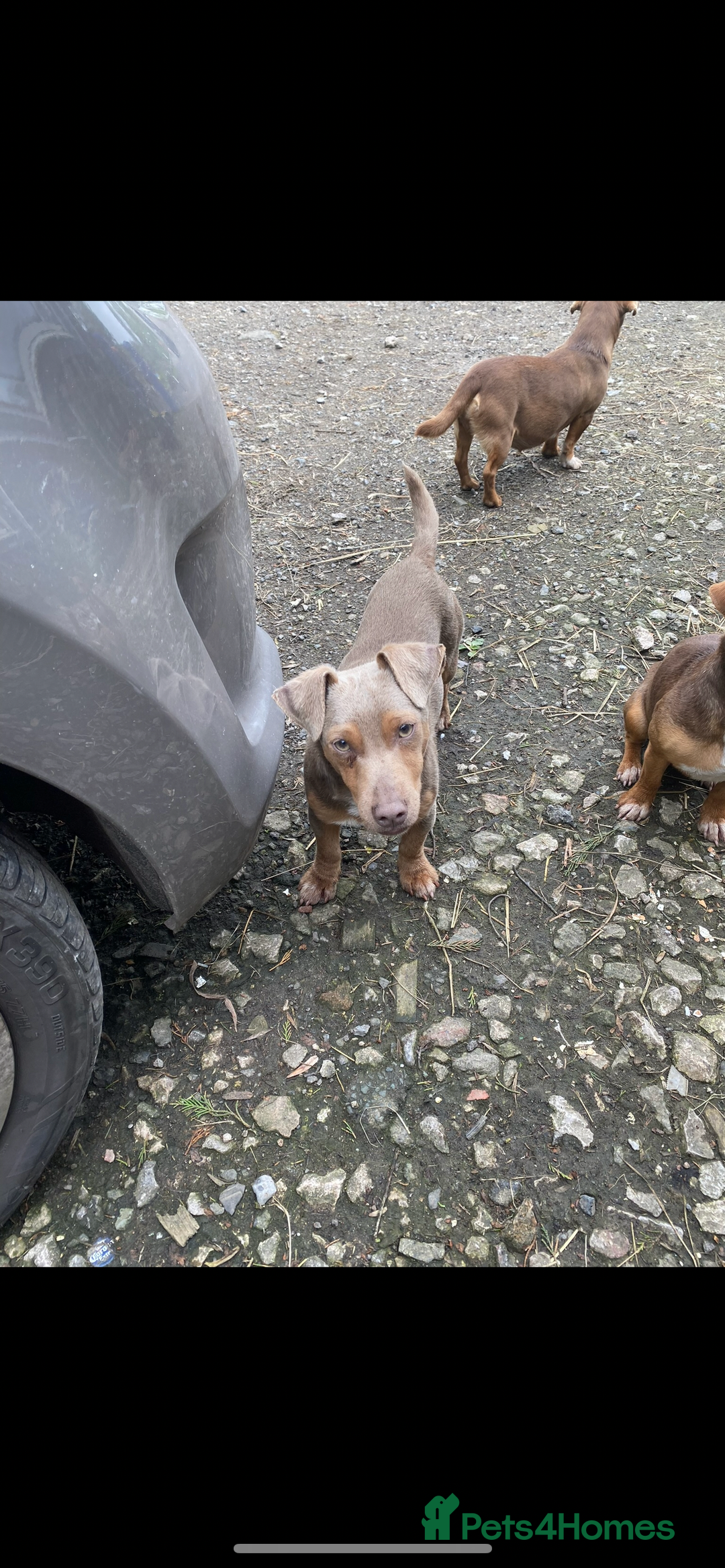 Jack Russell dogs for sale: Miniature Lilac jack Russells - Advert 9