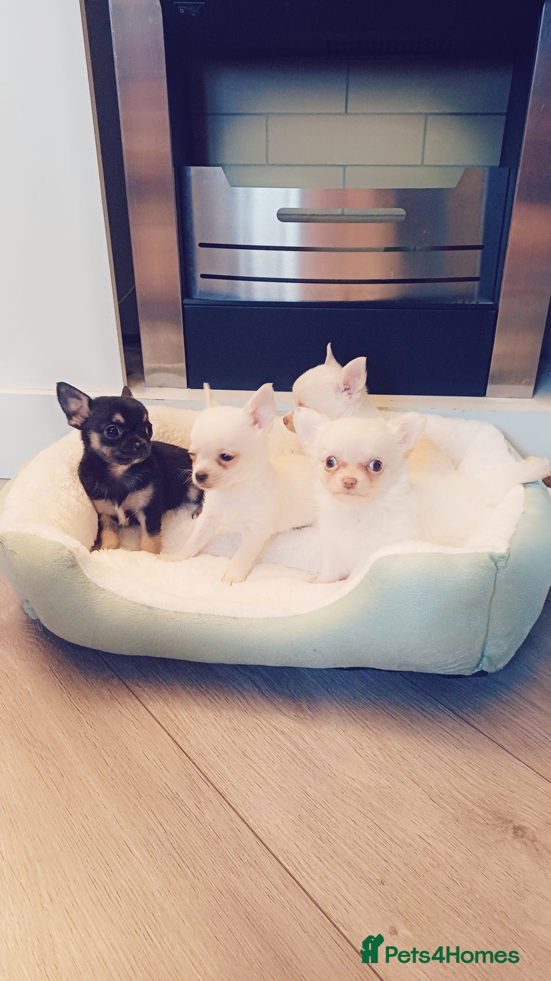 Chihuahua dogs for sale: Pedigree chihuahua puppies for sale - Advert 4