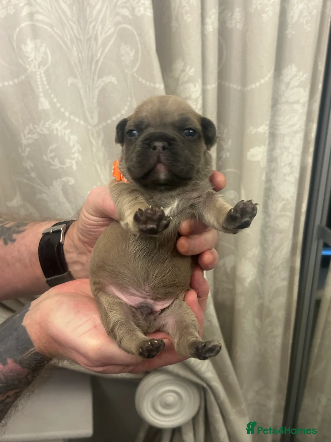 French Bulldog dogs for sale: 9 top quality fluffy carrying french bulldogs  - Advert 27