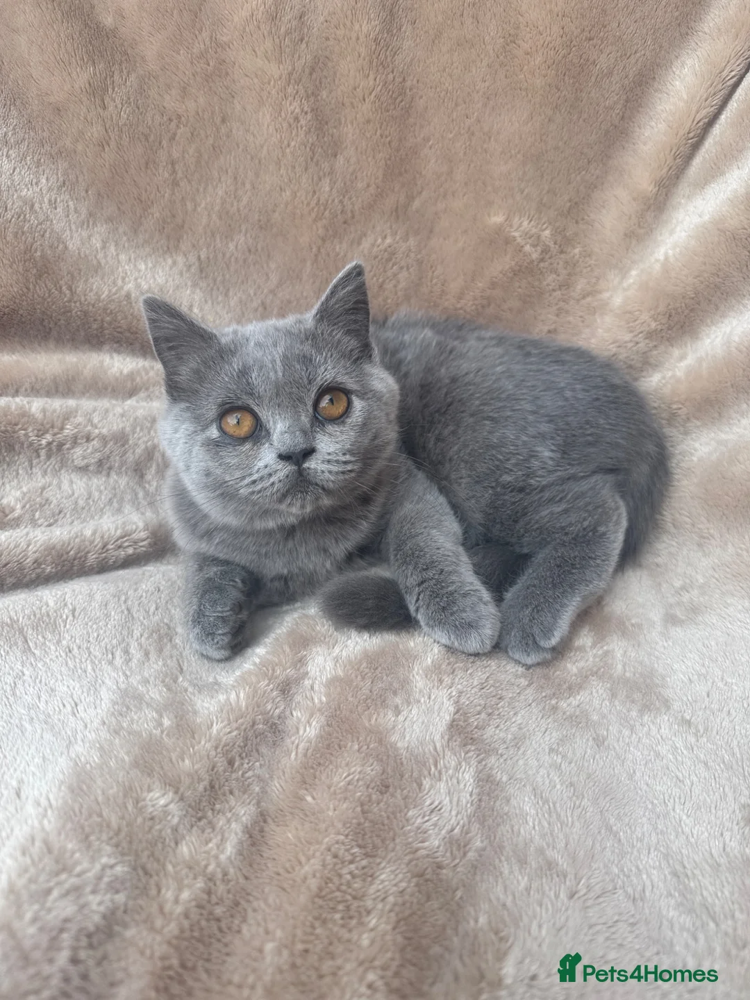 Scottish Fold cats for sale: Sccotish fold for sale - Advert 2