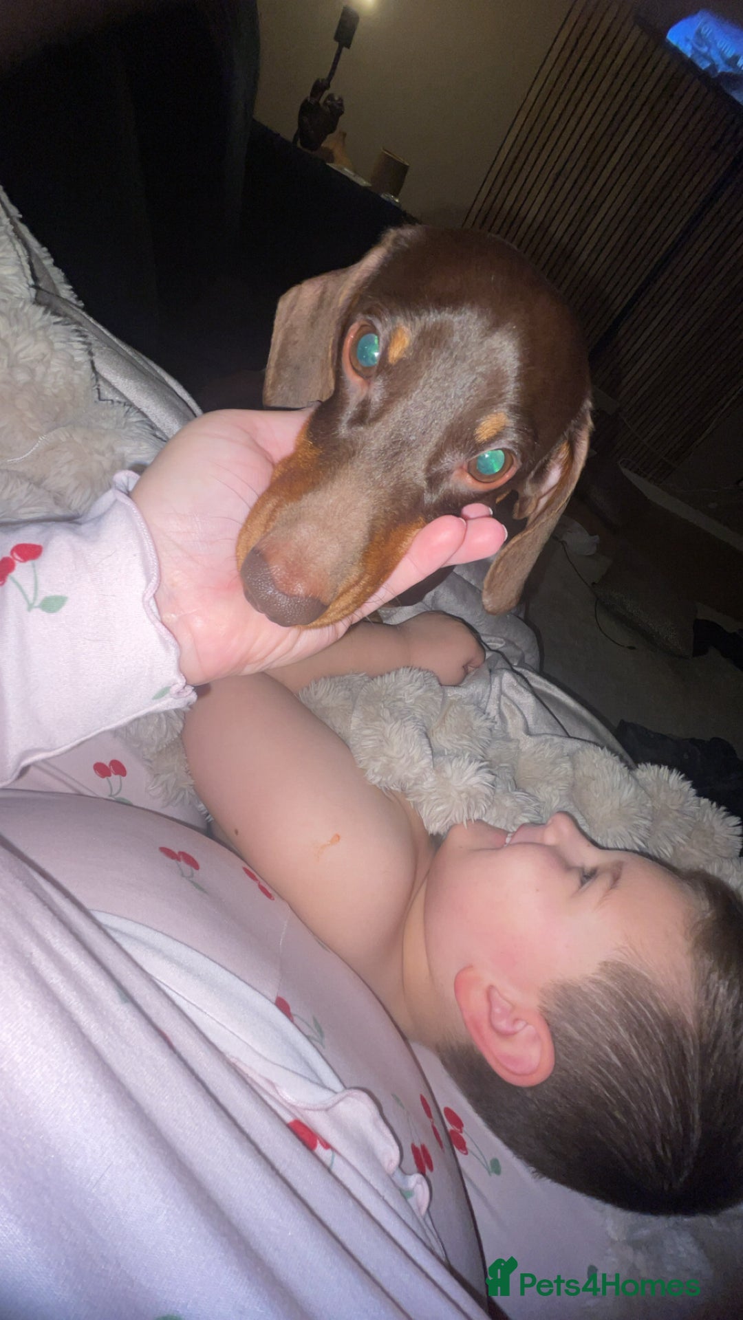 Miniature Dachshund dogs for sale:  ***SOLD*** Minitute datchund  - Image 6