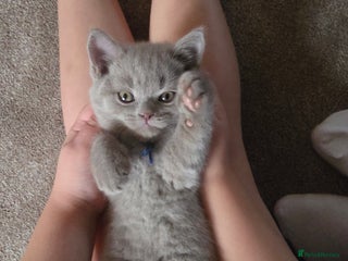 British Shorthair cats Gccf British shorthair kittens champion lines 🏆 - Advert 10