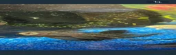 Plecos fish for sale: Green dragons and plec’s  in Taunton - Advert 4