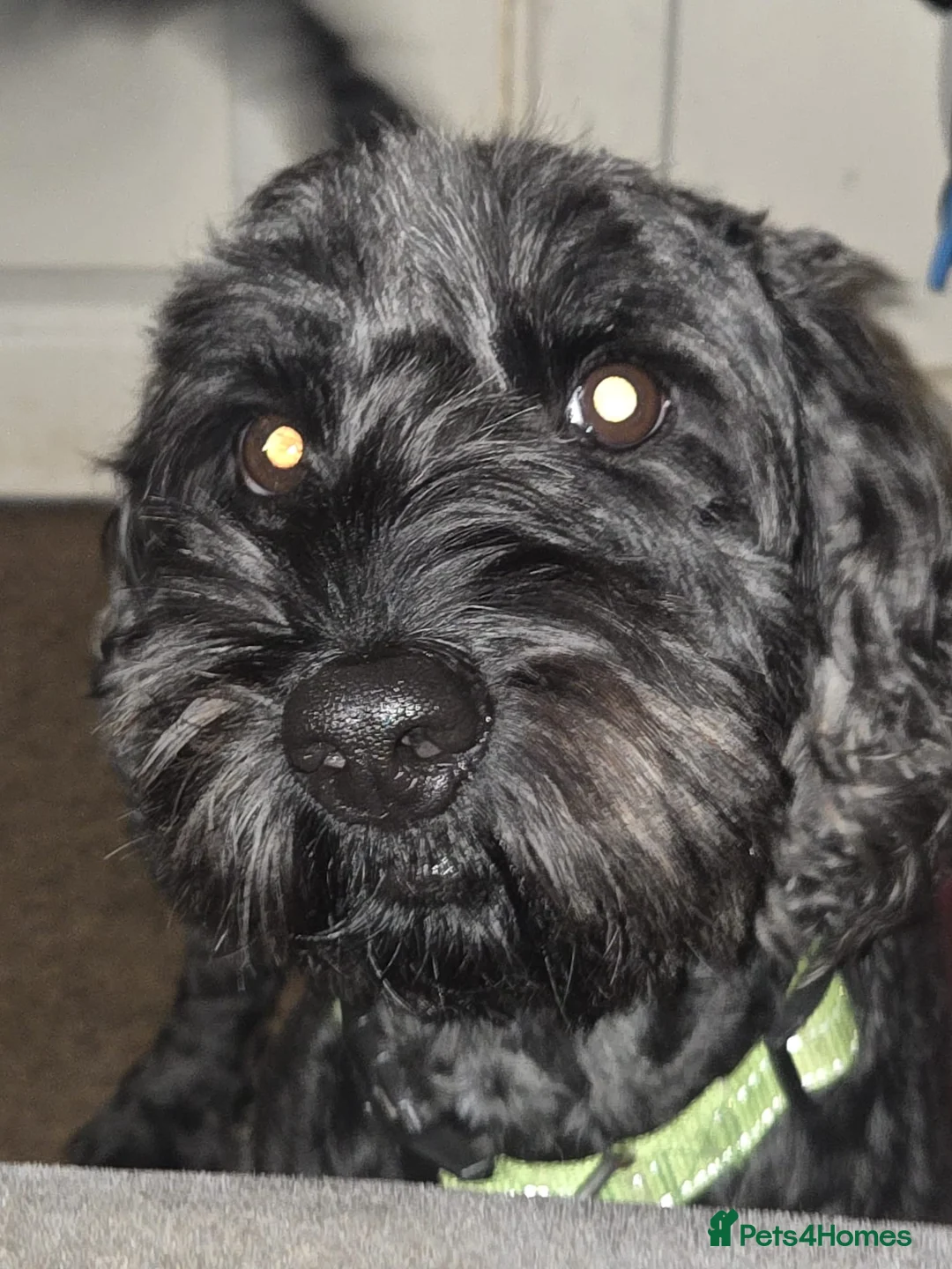 Cockapoo dogs for adoption: 💙🐶JACK in Burton-on-Trent - Advert 1