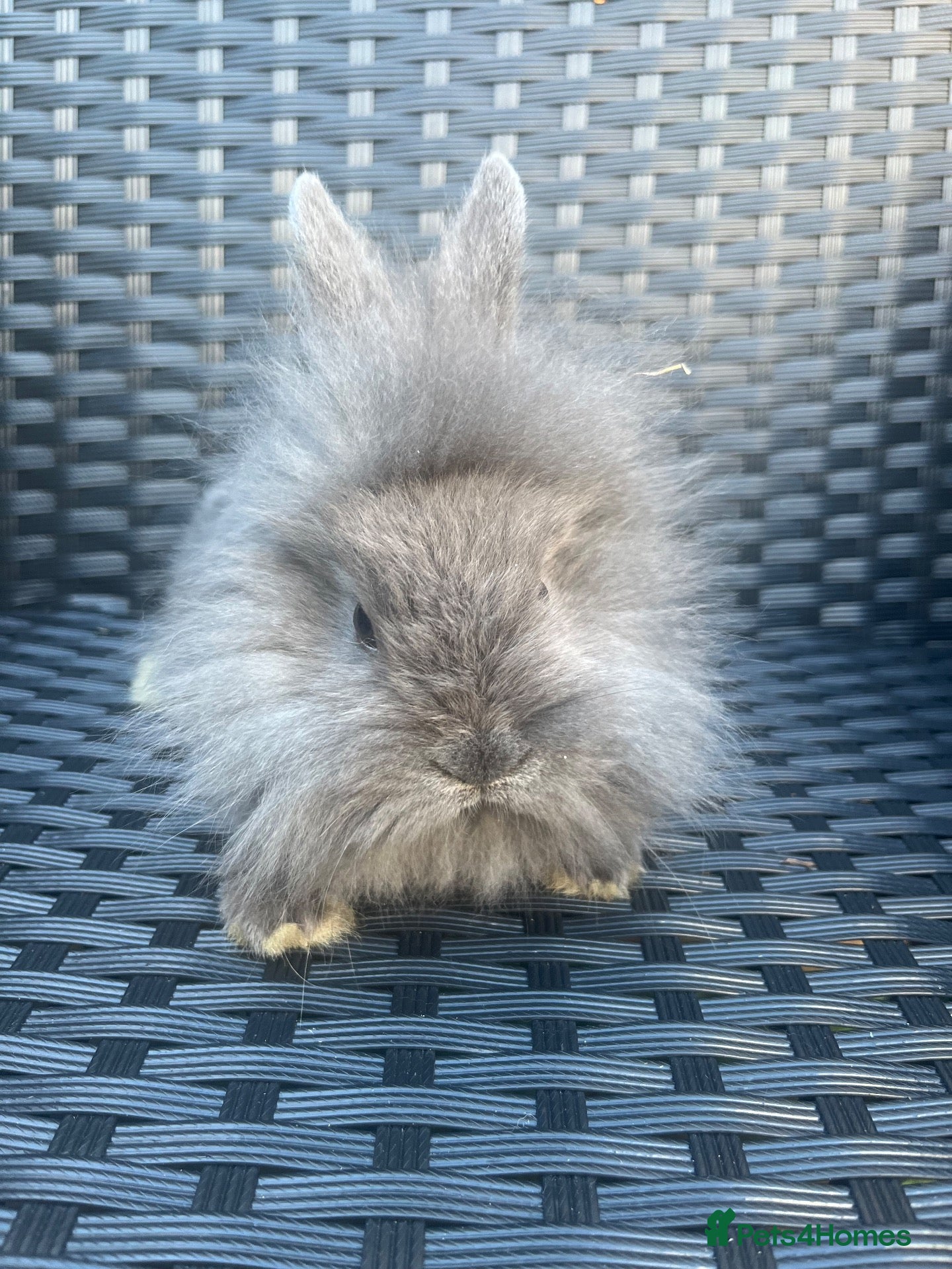 Mini Lion Lop rabbits Ready to go lionhead lops - Advert 3