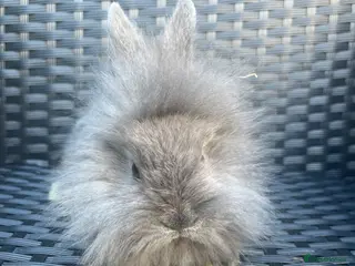 Mini Lion Lop rabbits Ready to go lionhead lops - Advert 3