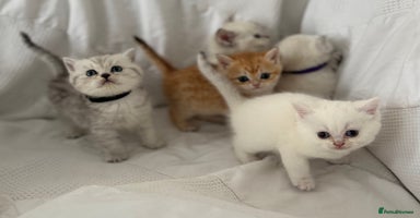 British Shorthair cats - Advert 15