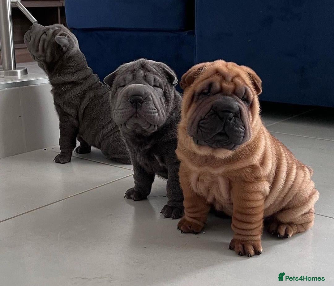 Shar Pei dogs Four Pure Shar Pei Puppies, 2 Boys & 2 Girls Ready - Advert 6