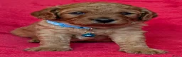 Cavapoo dogs for sale: Adorable Cavapoo Puppies From Licensed Breeder - Advert 6