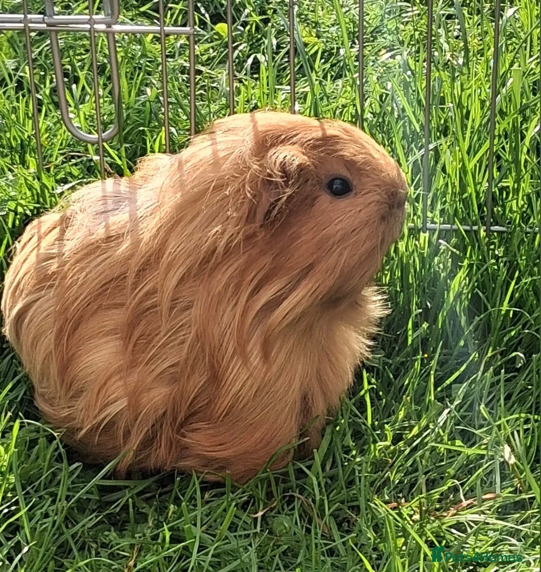 Guinea Pig rodents for sale: 2 guinea pigs hutch and run  - Advert 3
