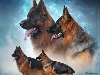 German Shepherd dogs Gorgeous Pups out of Xandor di Casa Massarelli - Advert 1