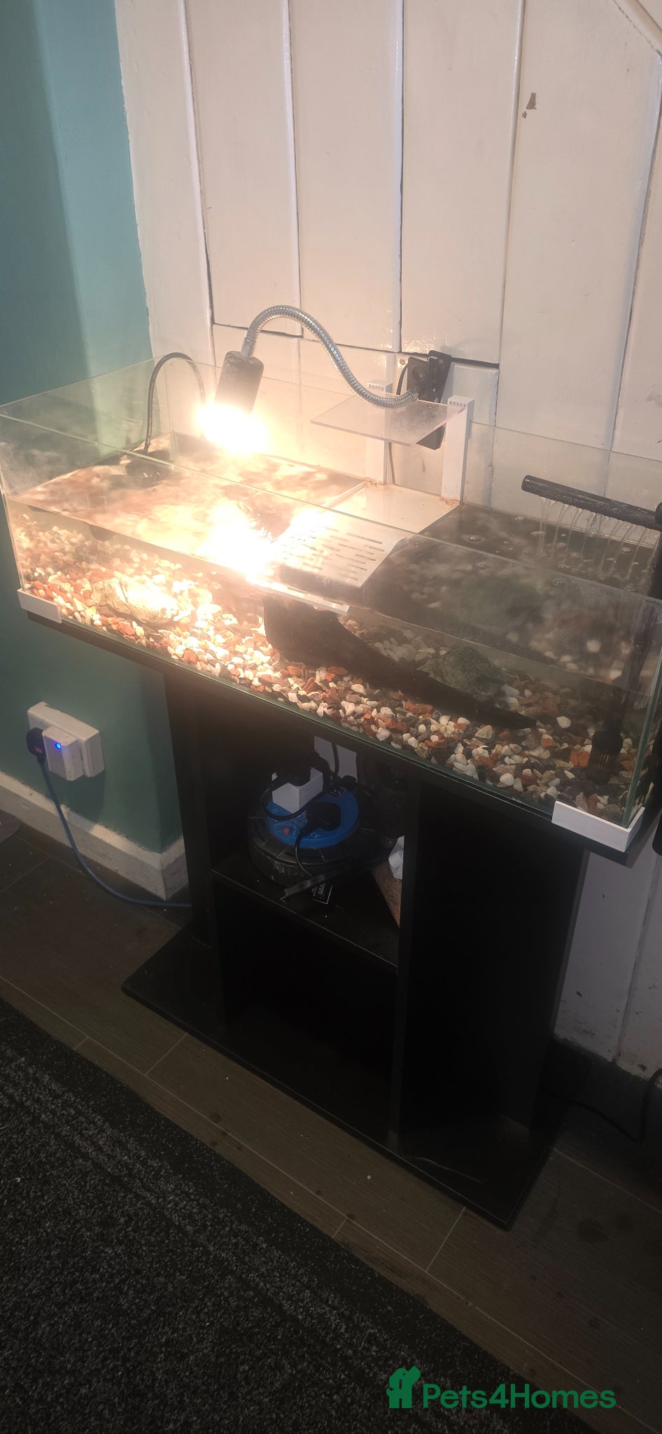 Turtle reptiles Musk turtle with full set up Essex - Advert 2