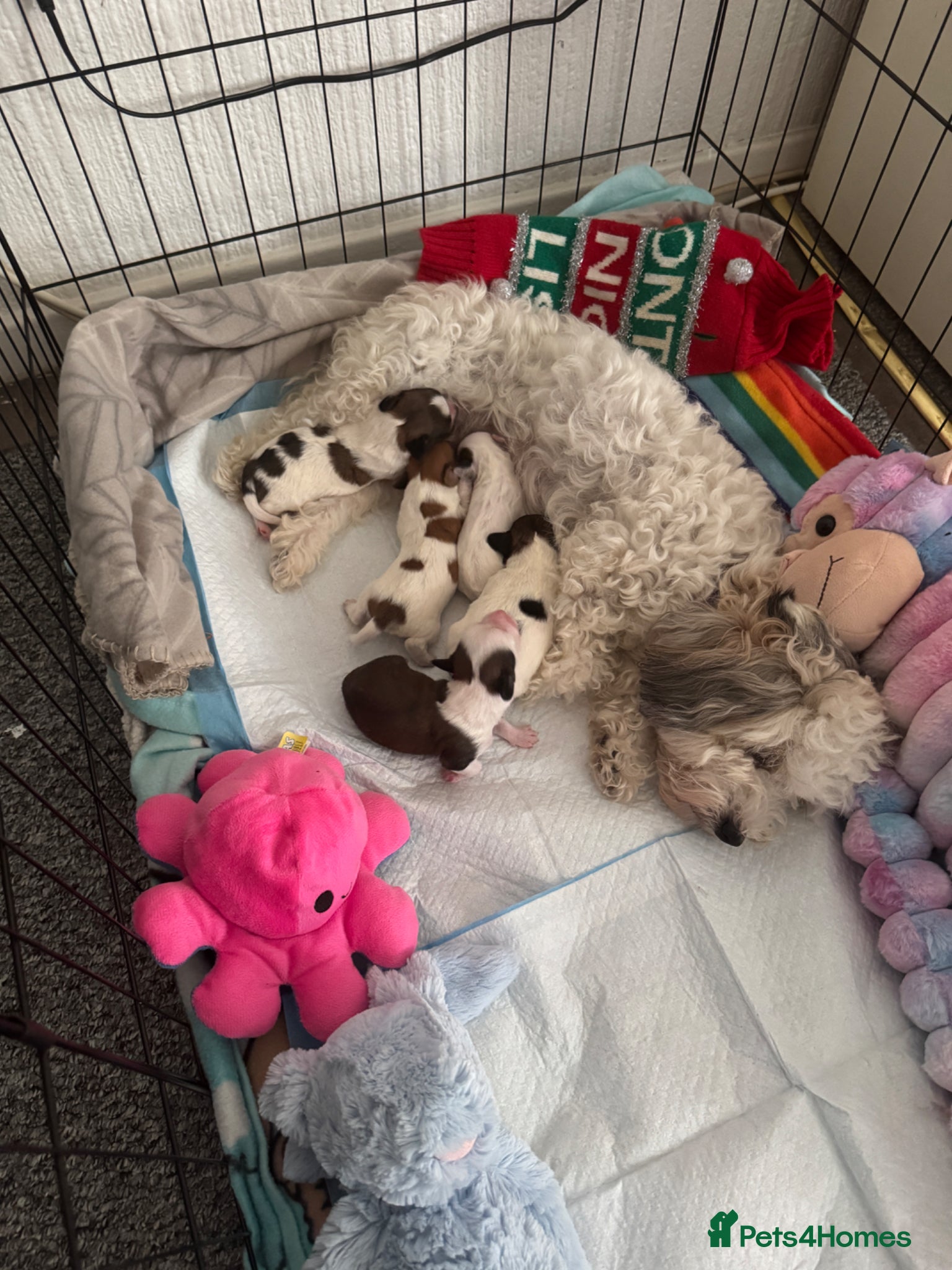 Mixed Breed dogs for sale: Beautiful 5 litter puppies of Bichon havanese mix  in Nottingham - Advert 1