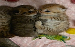 Scottish Fold cats for sale: 5 Beautiful ScottishFolds Kittens - Image 4