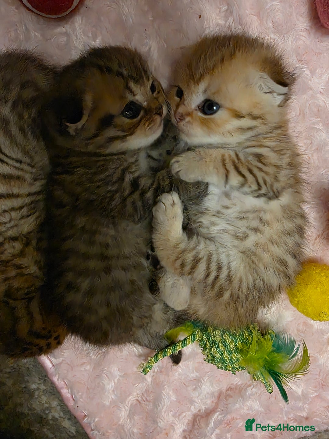 Scottish Fold cats for sale: 5 Beautiful ScottishFolds Kittens - Image 4