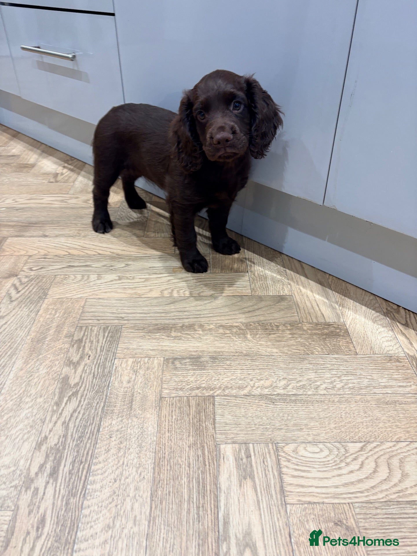 Cocker Spaniel dogs Cocker spaniel bitch 16 weeks  - Advert 1