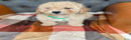 Cavapoo dogs for sale: Beautiful F1 Cavapoo puppies in Aylesford - Advert 13