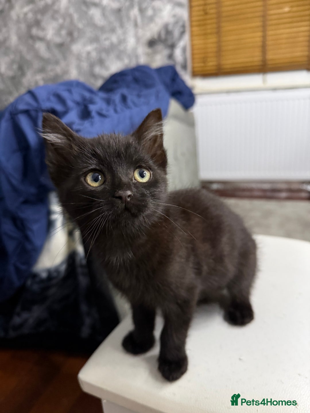 Mixed Breed cats for sale: 10-Week-Old Playful Kittens Seeking Loving Homes - Advert 25
