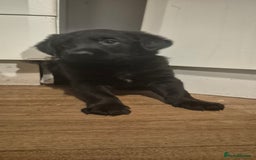 Mixed Breed dogs for sale: Beautiful sheprador puppies  - Advert 11