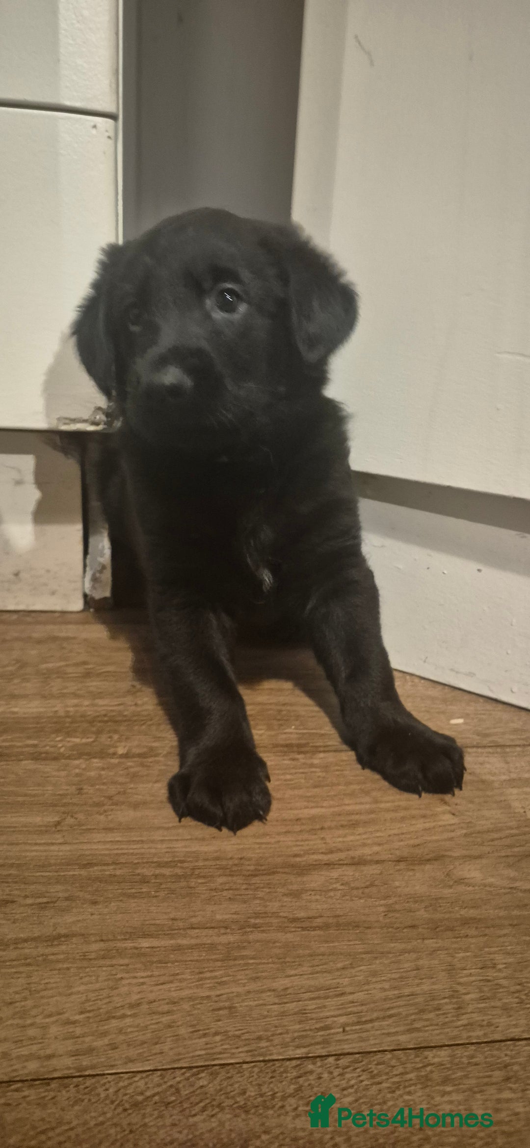 Mixed Breed dogs for sale: Beautiful sheprador puppies  - Advert 11