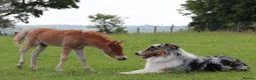 Australian Shepherd dogs for sale: EXPECTED LITTER OF AUSTRALIAN SHEPHERD PUPPIES  - Advert 9