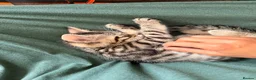 Toyger cats for sale: Gorgeous boy tabby kitten  - Advert 6