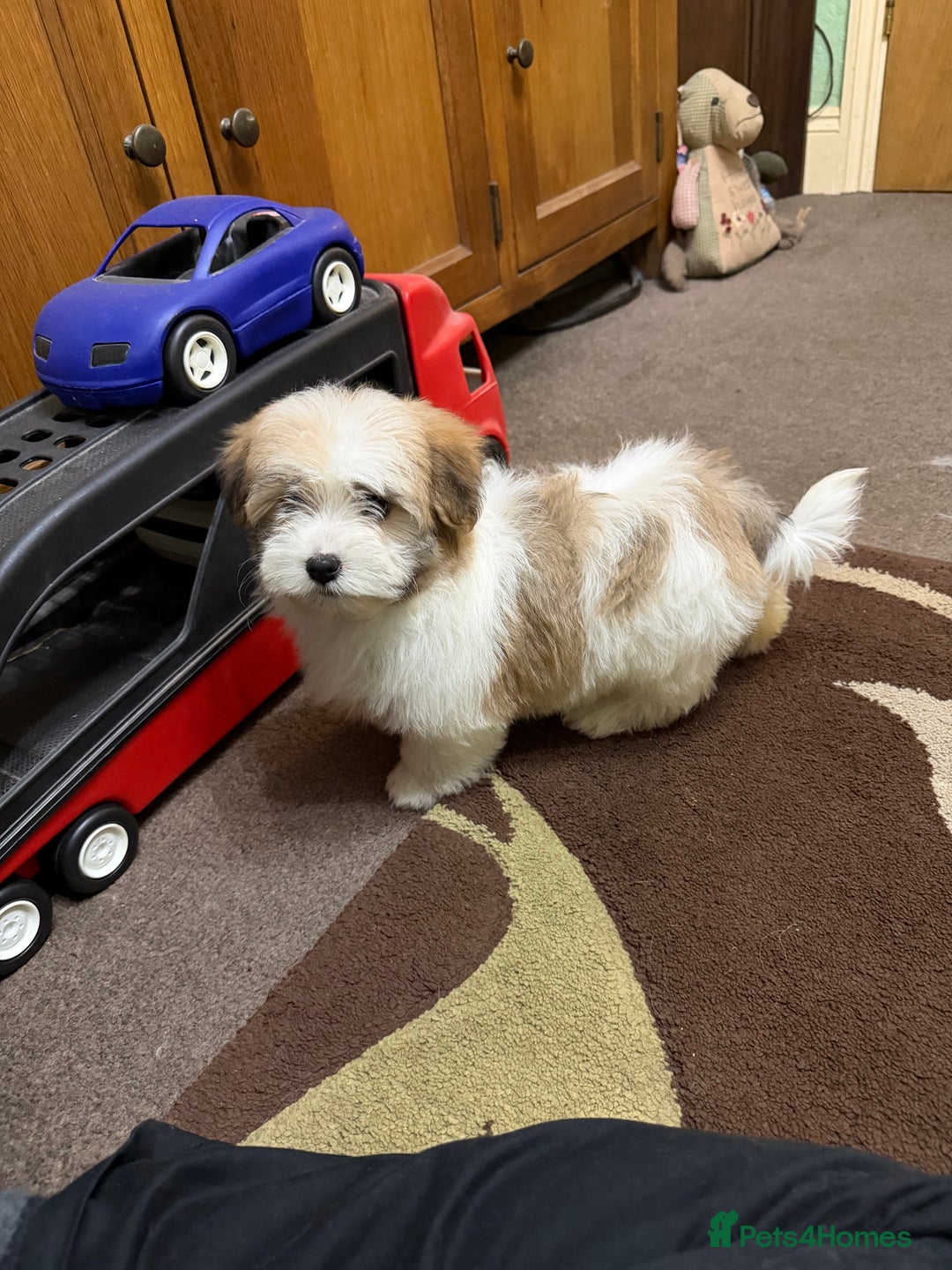 Havanese dogs for sale: ***Amazing Havanese Puppies *** - Advert 7