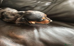 Miniature Dachshund dogs for sale: Dachshund puppies boys and girls ready now - Image 14